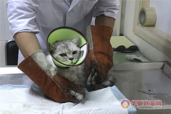 美联众合动物医院加盟
